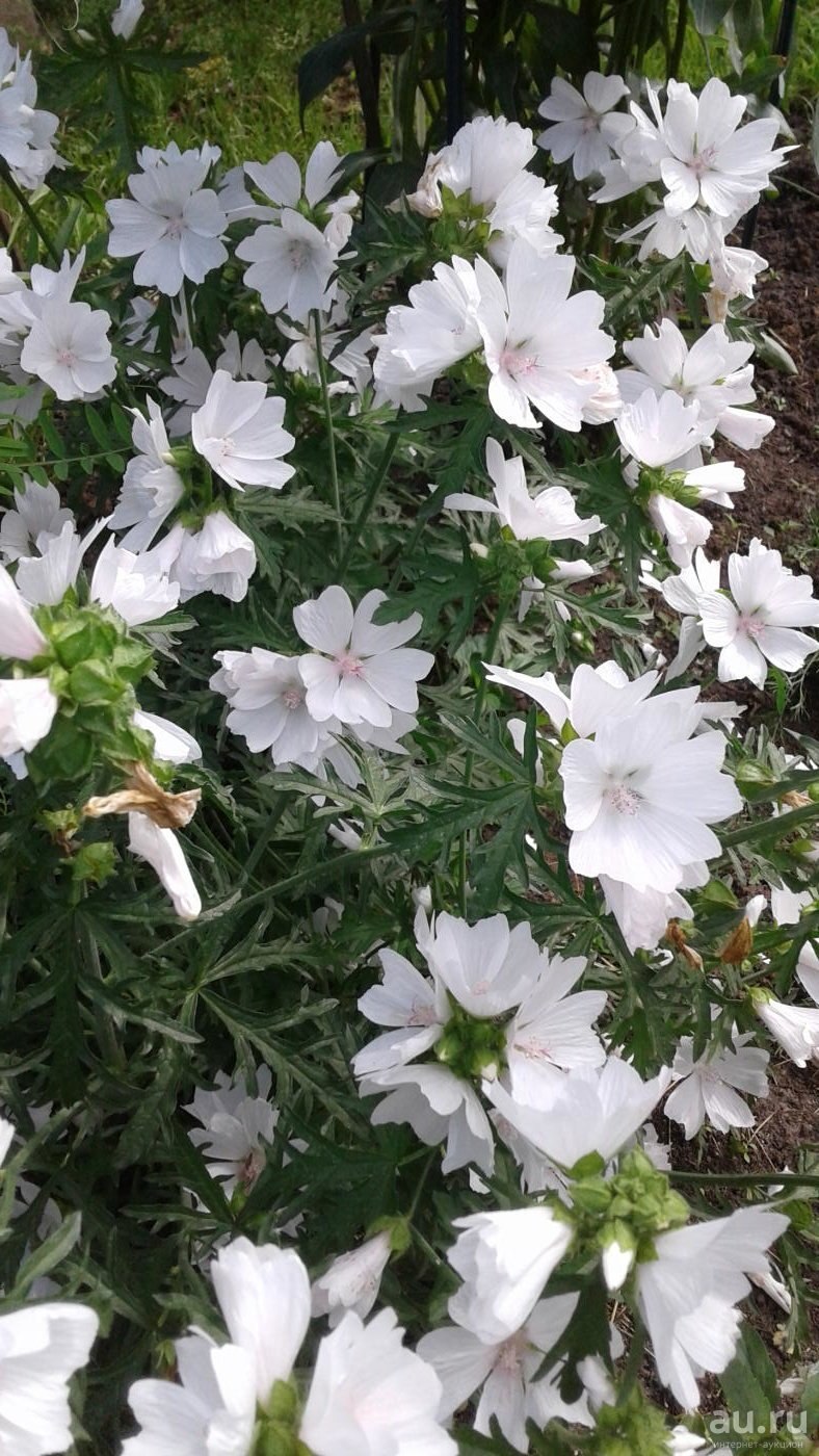 Мальва мускусная Инносенс