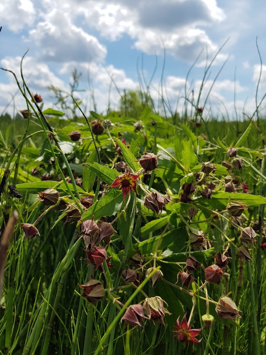 Сабельник болотный растение