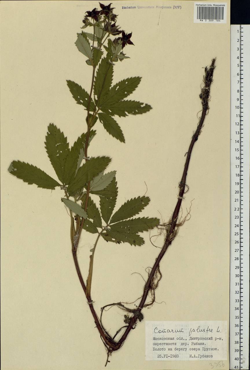 Сабельник болотный где растет когда собирать (73 фото)