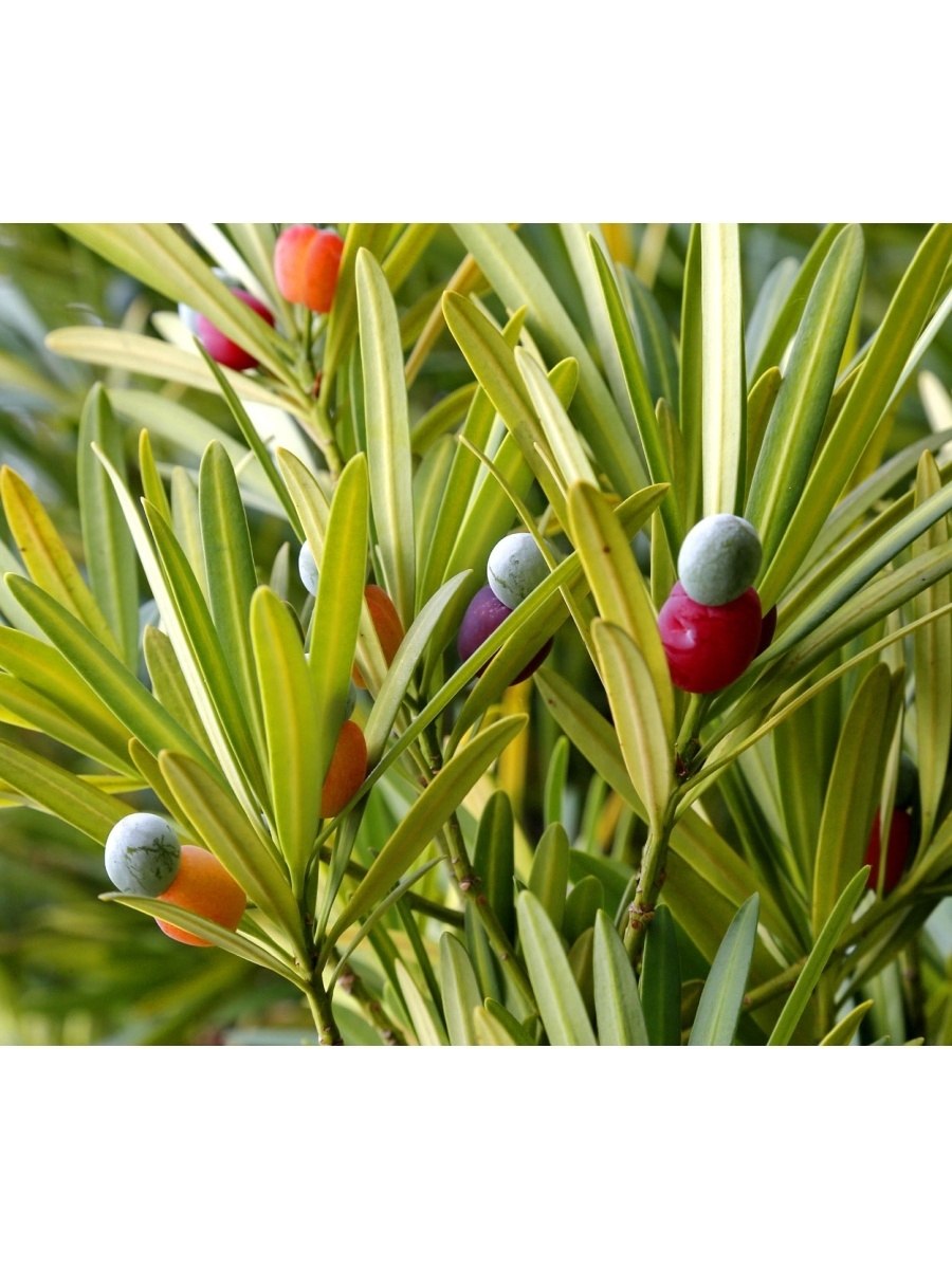 Зизифус Хурман