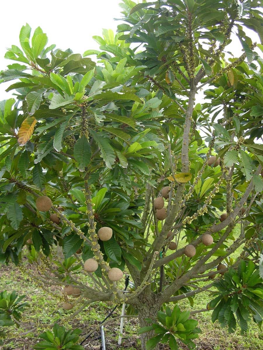 Aegle Marmelos
