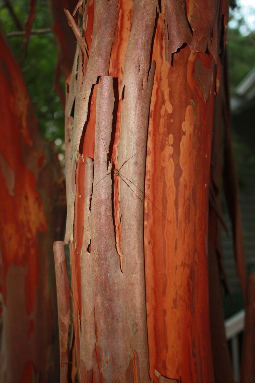 Коричник цейлонский дерево