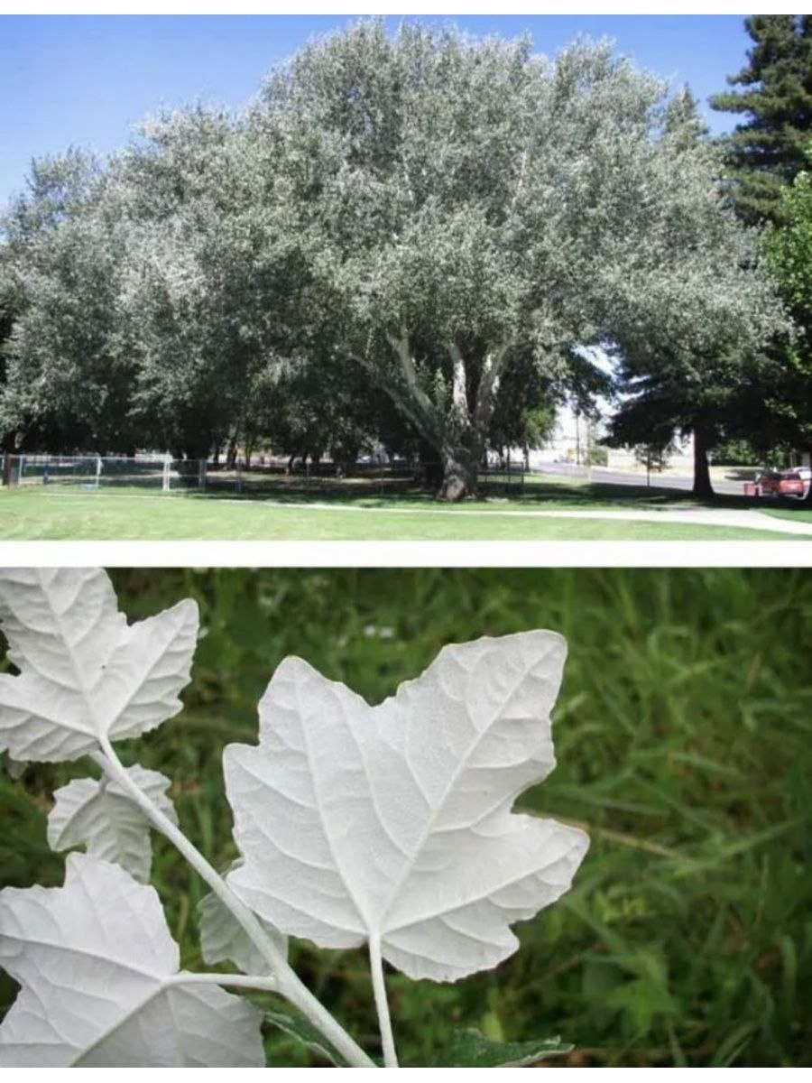 Тополь белолиственный