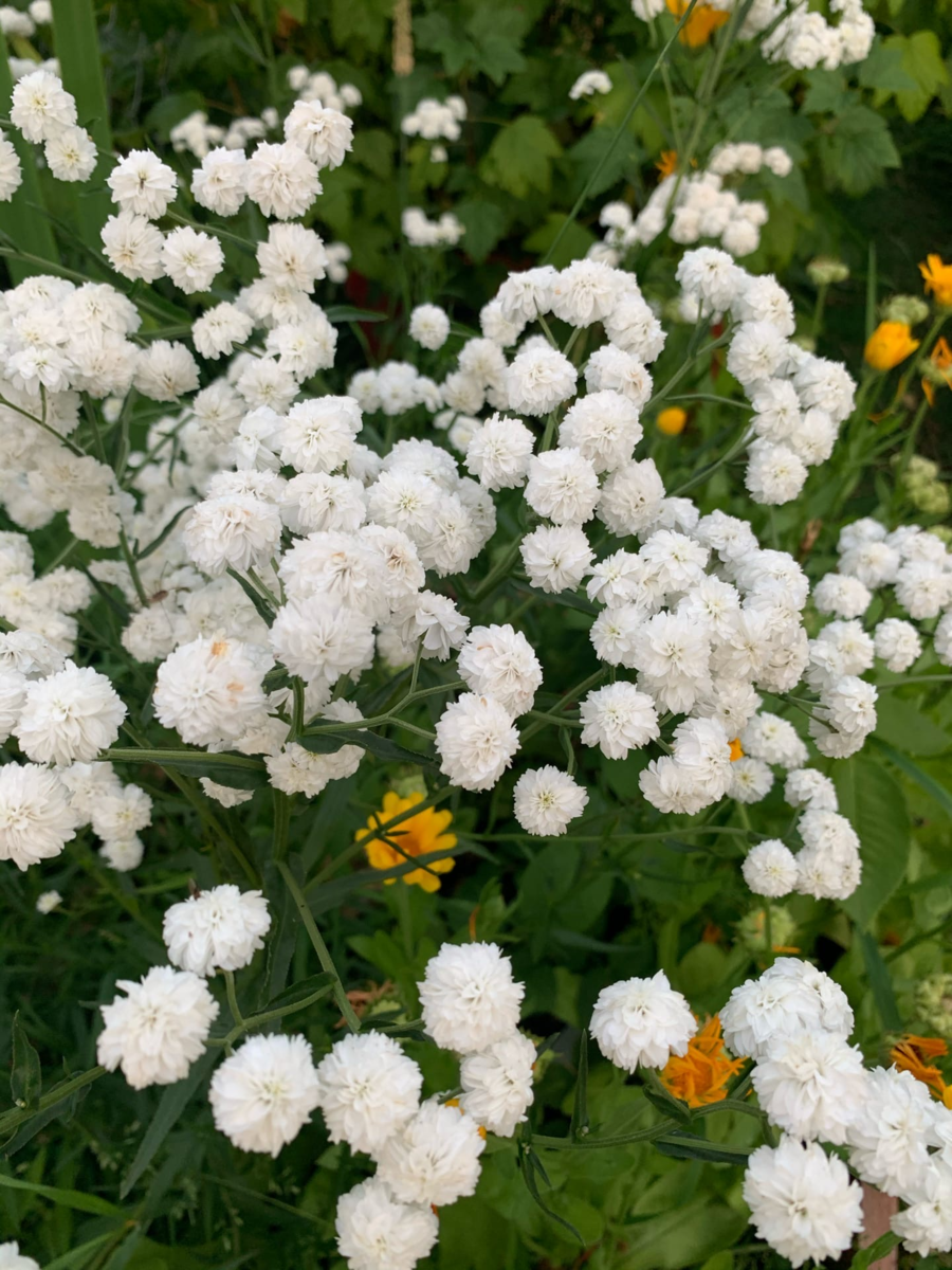 Тысячелистник птармика белоснежный зефир