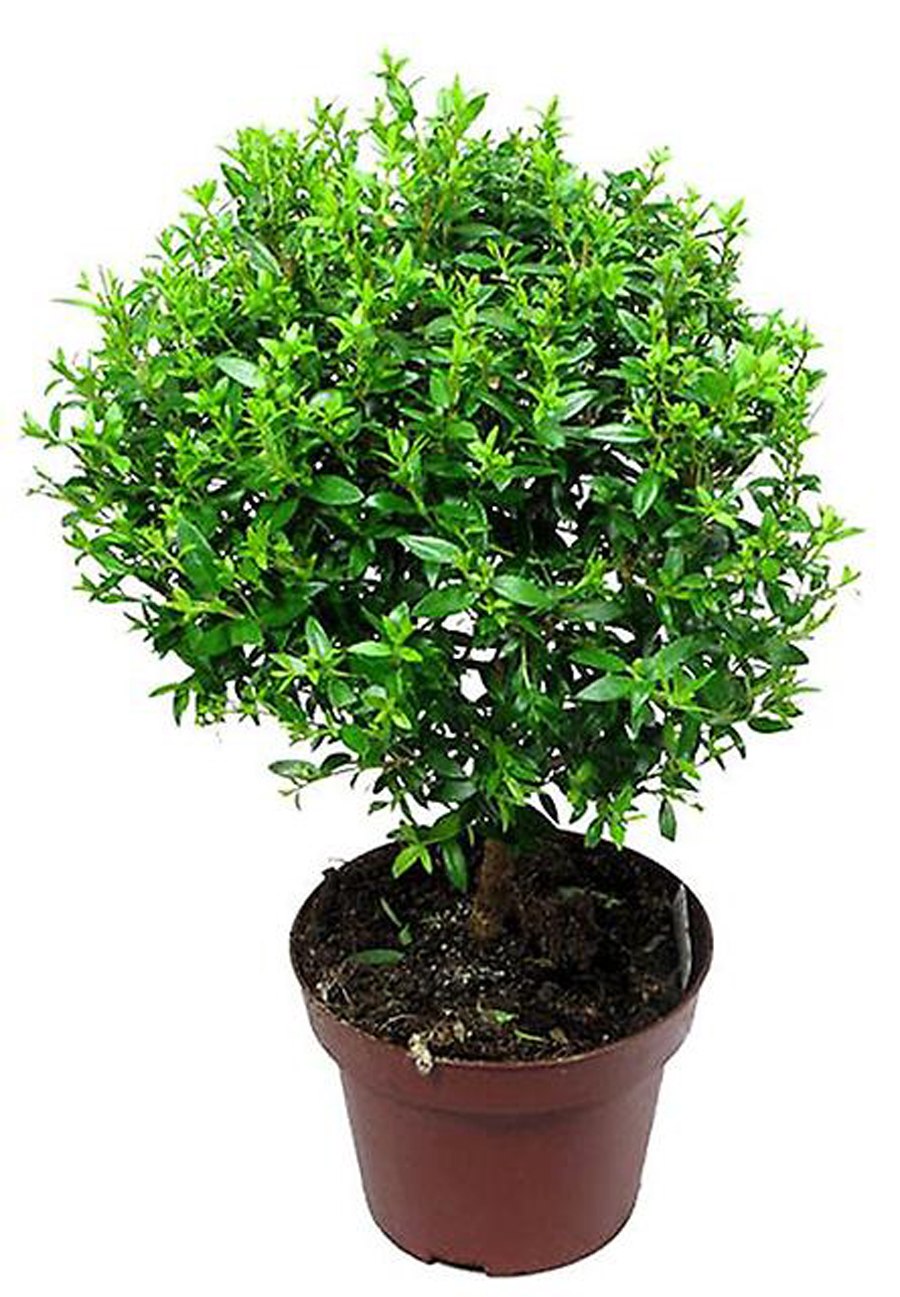 Мирт (миртовое дерево)