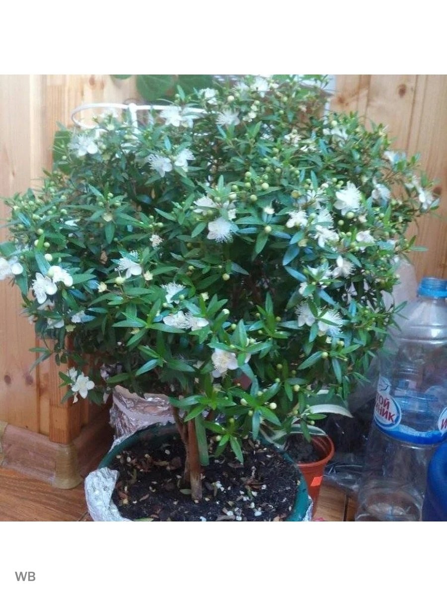 Эвкалипт Мирт