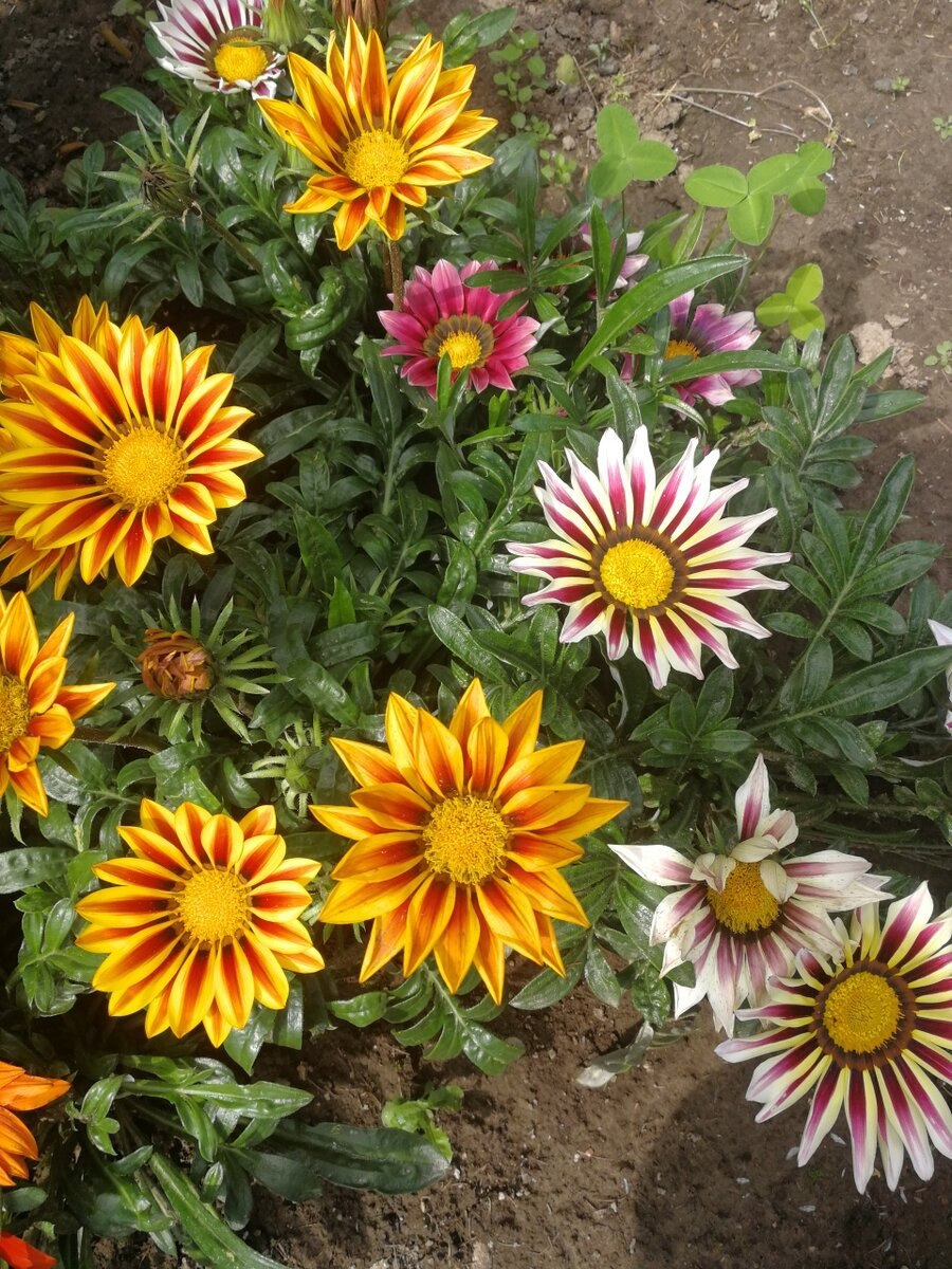 Гацания и газания