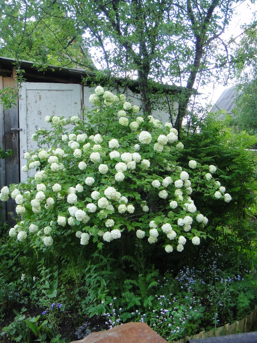 Калина обыкновенная бульденеж