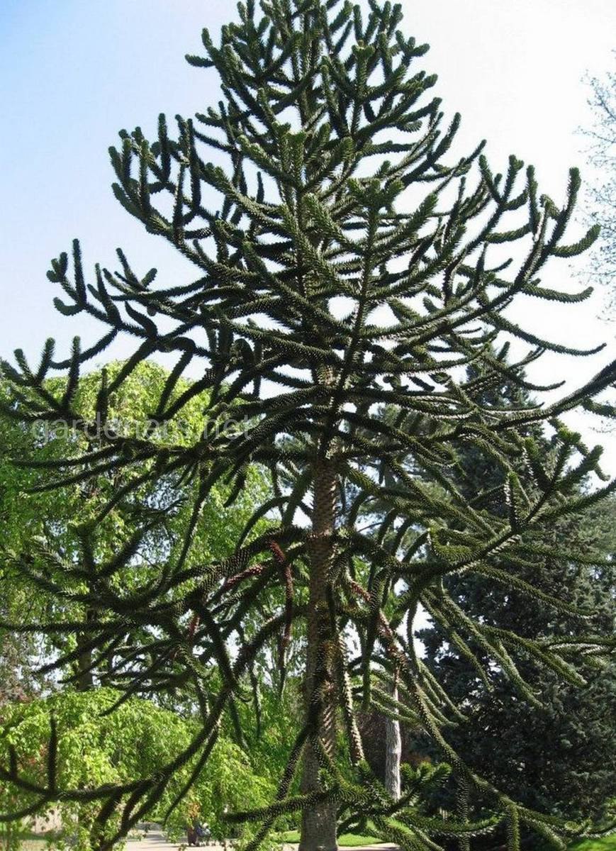Араукария Чилийская фрактал