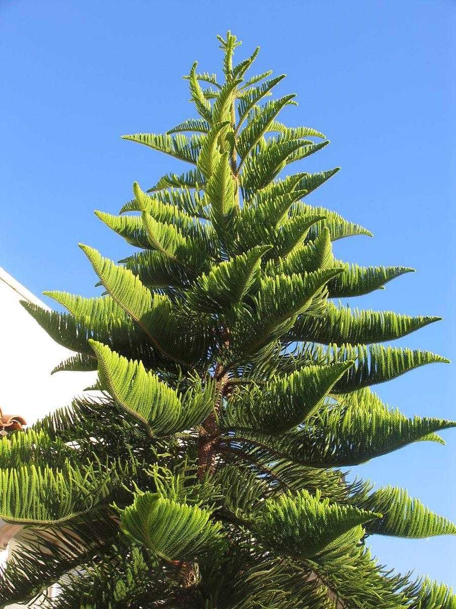 Араукария гетерофилла