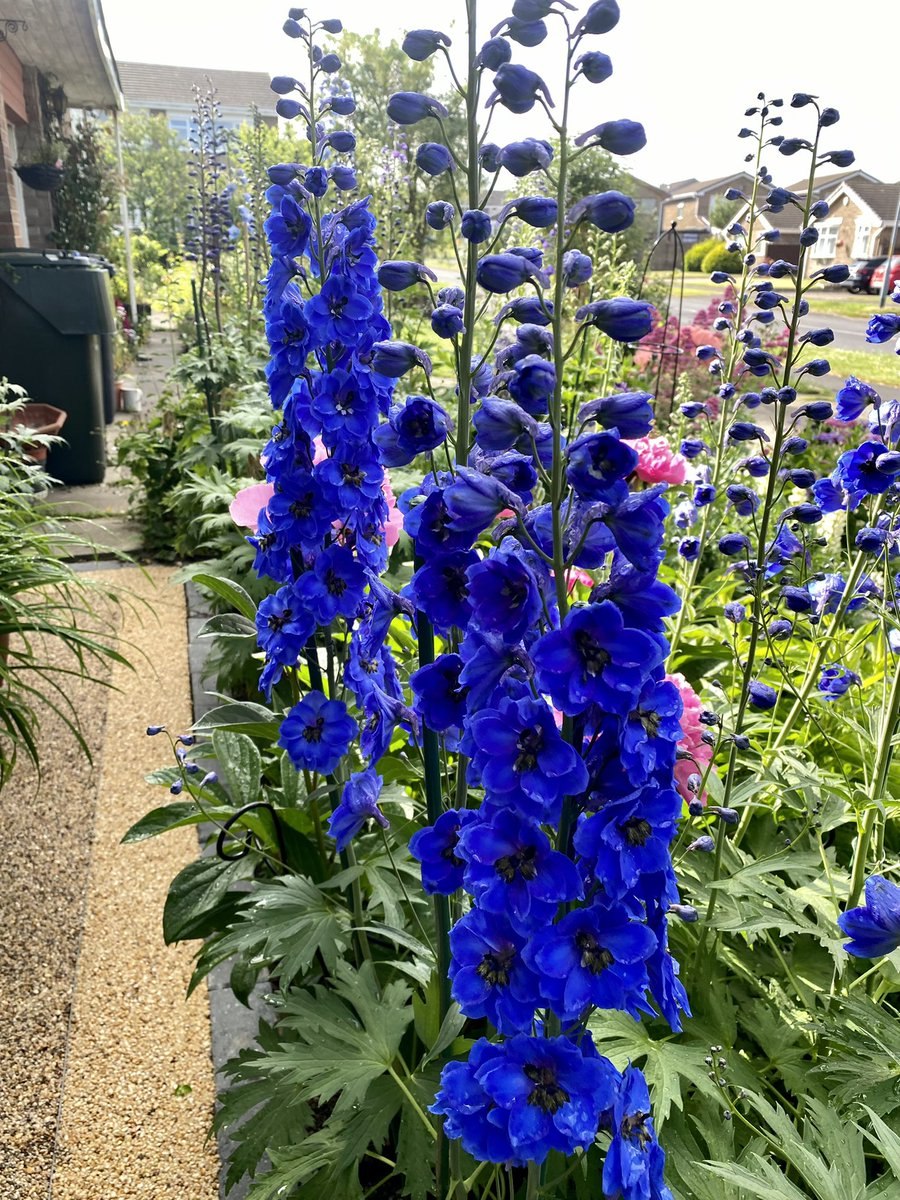 Дельфиниум многолетний сорта бабочка