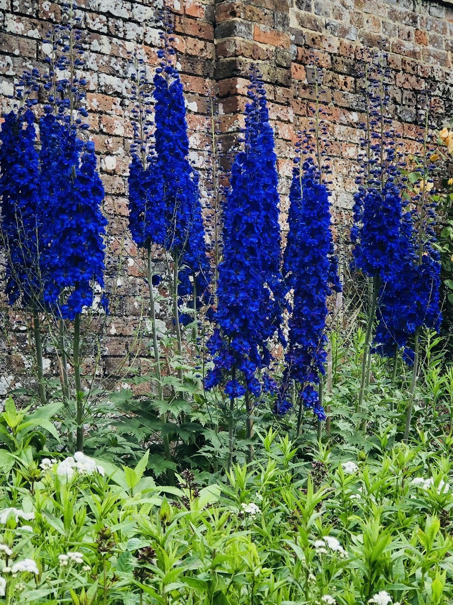 Дельфиниум Санглейм