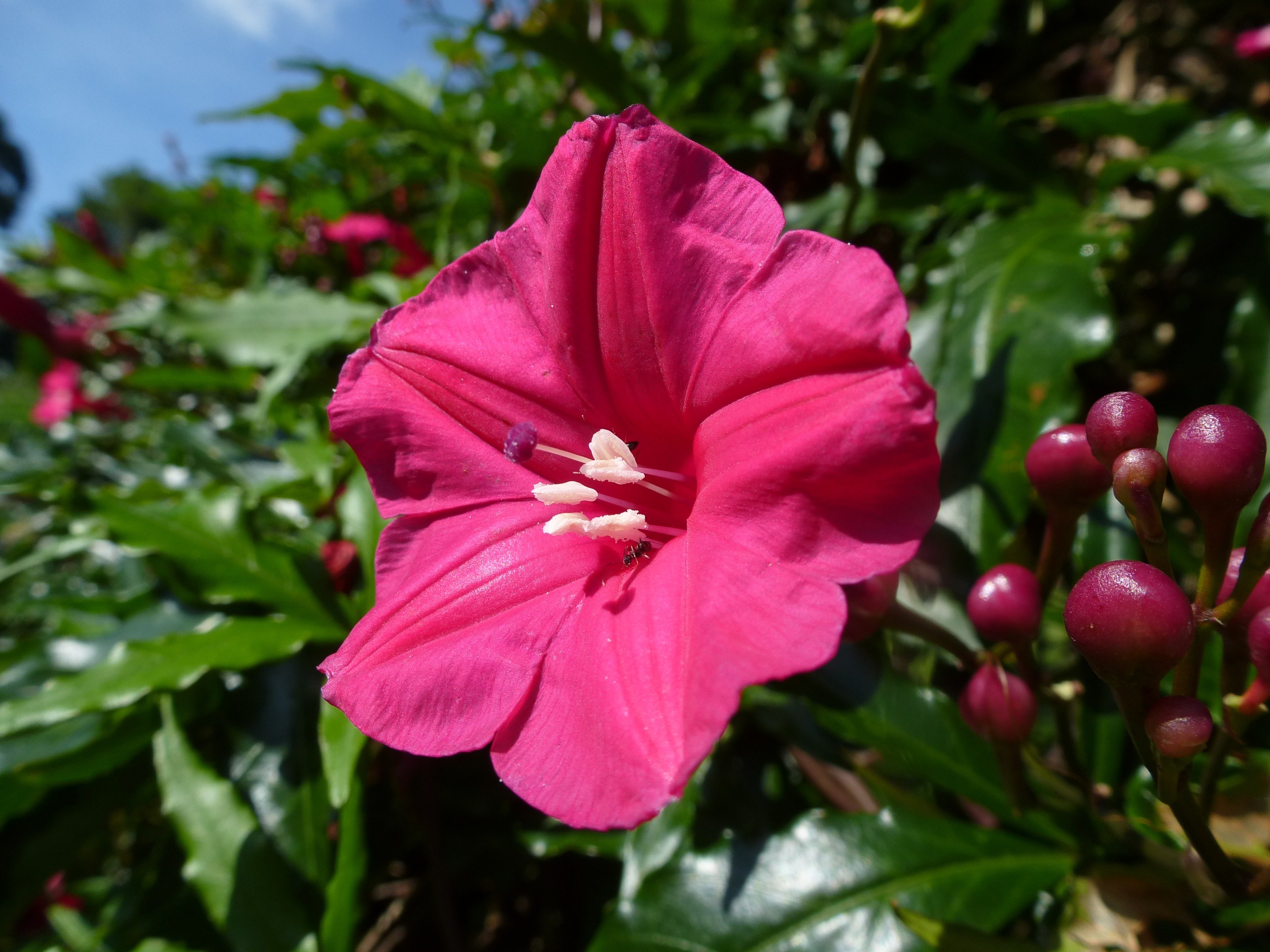 Цветы шри ланки. Шри Ланка растения. Растения Шри Ланки.