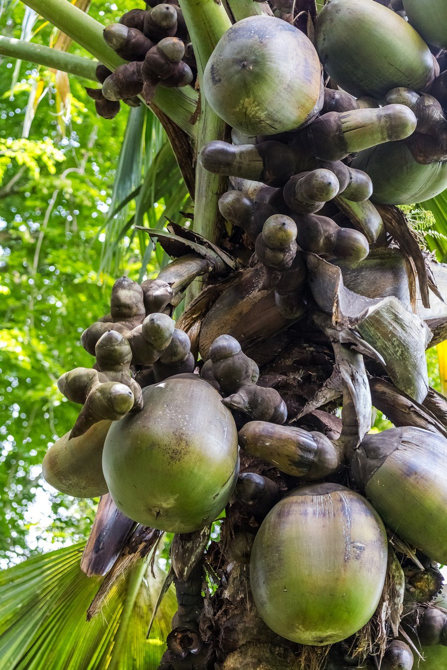 Шри Ланка растения