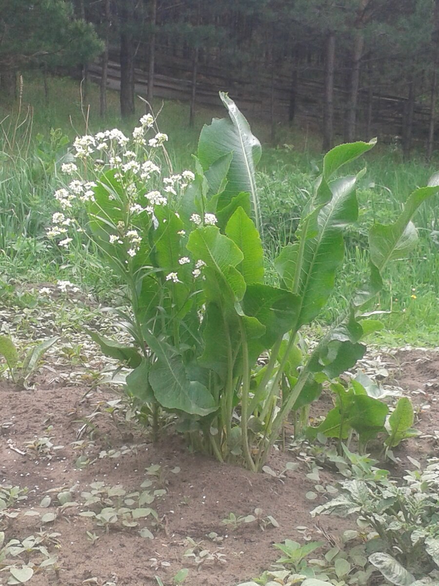 Цветущий хрен