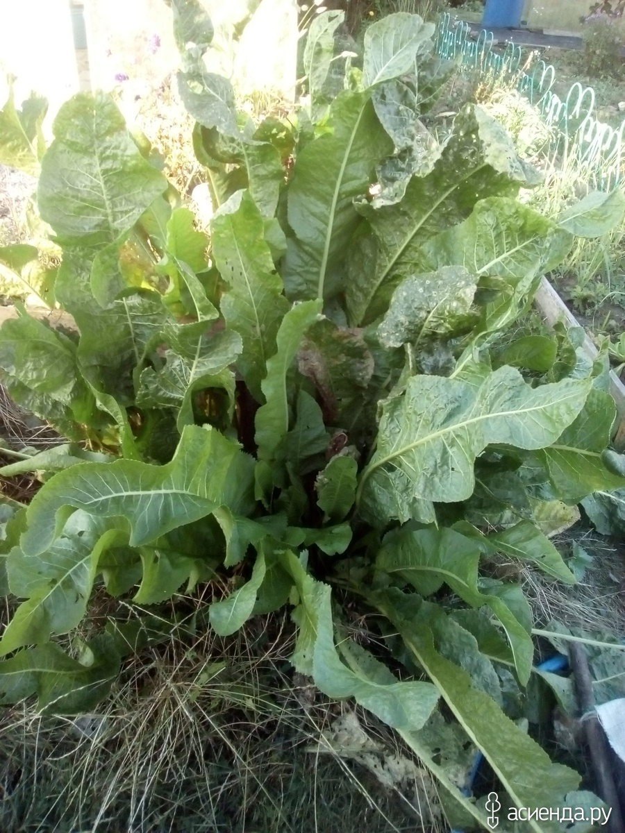 Хрен на огороде