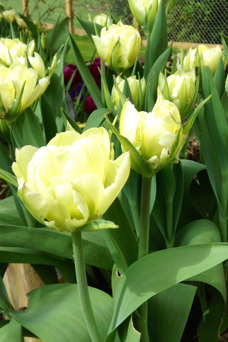 Тюльпан exotic Emperor