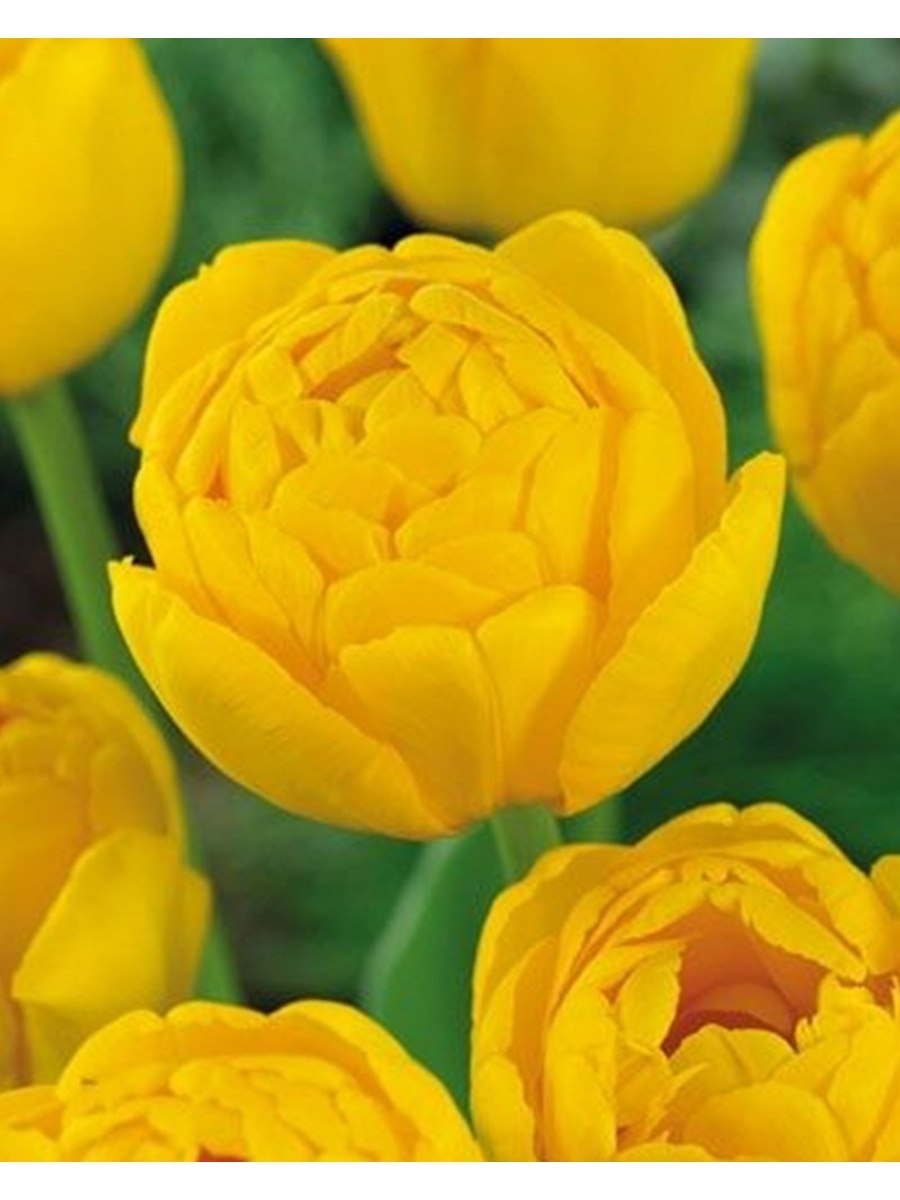 Тюльпан Монте оранж