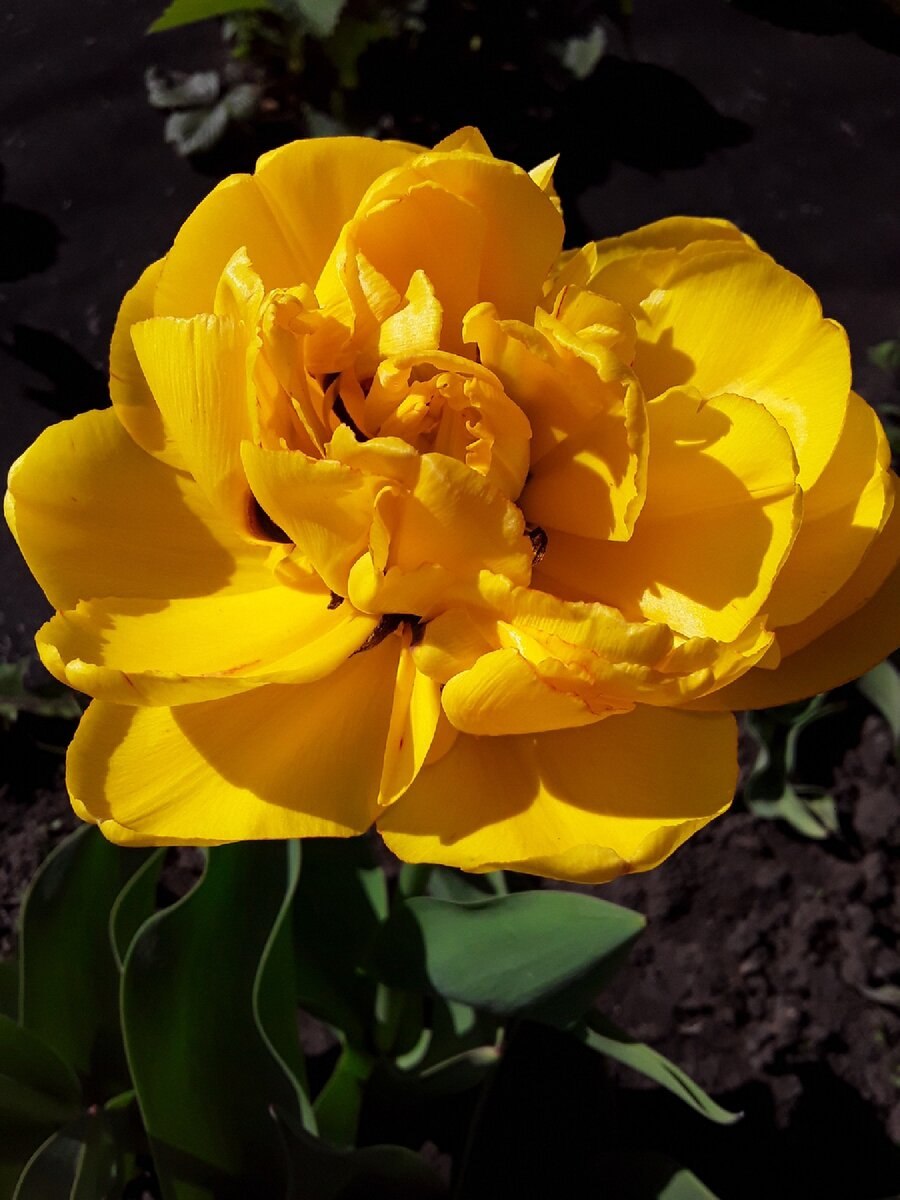 Тюльпан махровый Голд февер