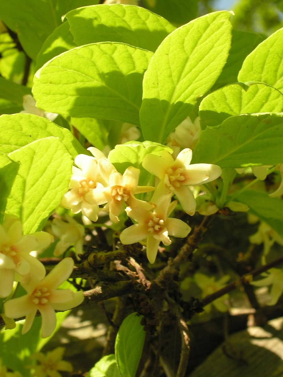 Куст лимона