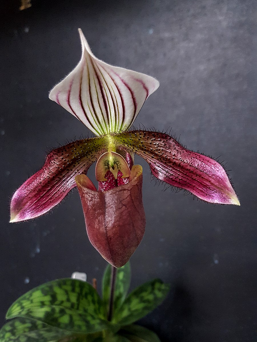 Орхидея Венерин башмачок