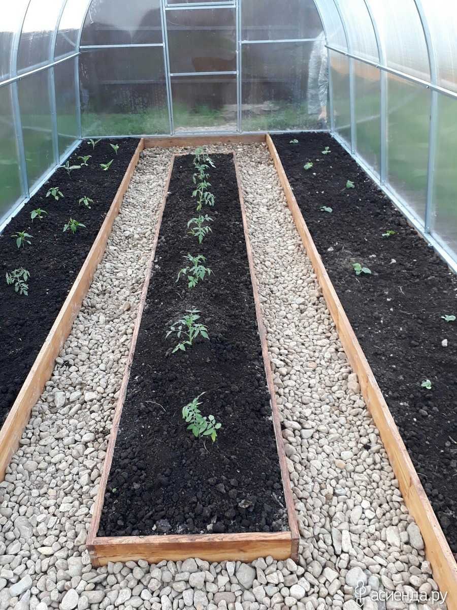 Планировка грядок в теплице 3х10м