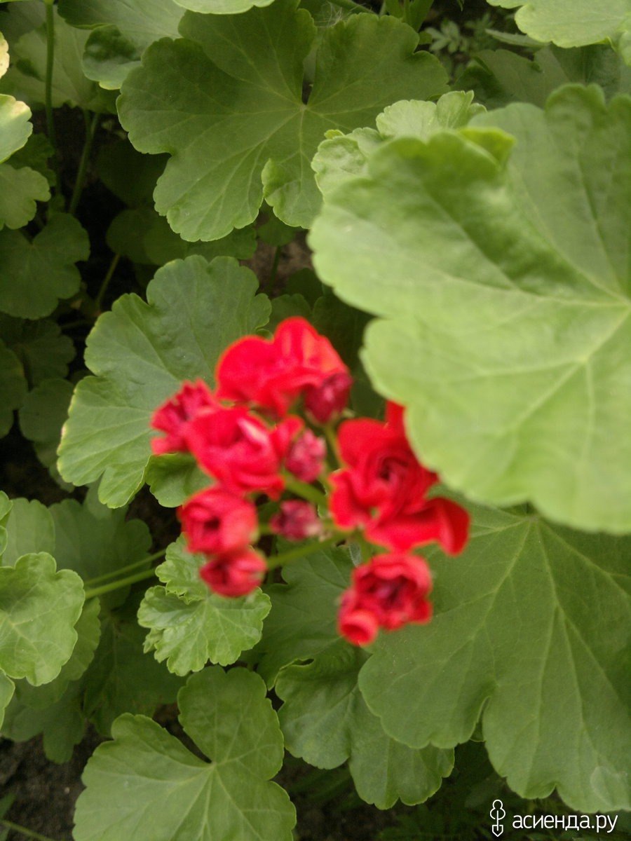 Герань Нимбус