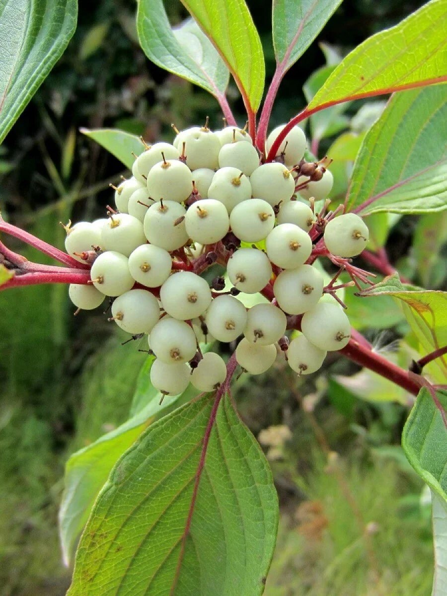 Свидина белая, дёрен белый (Swida Alba)