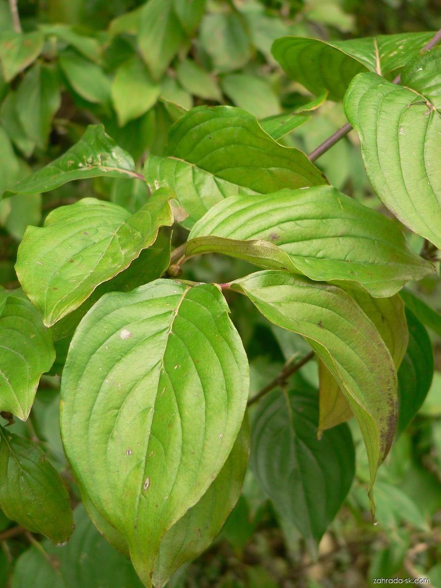 Дерен Гоучаулти