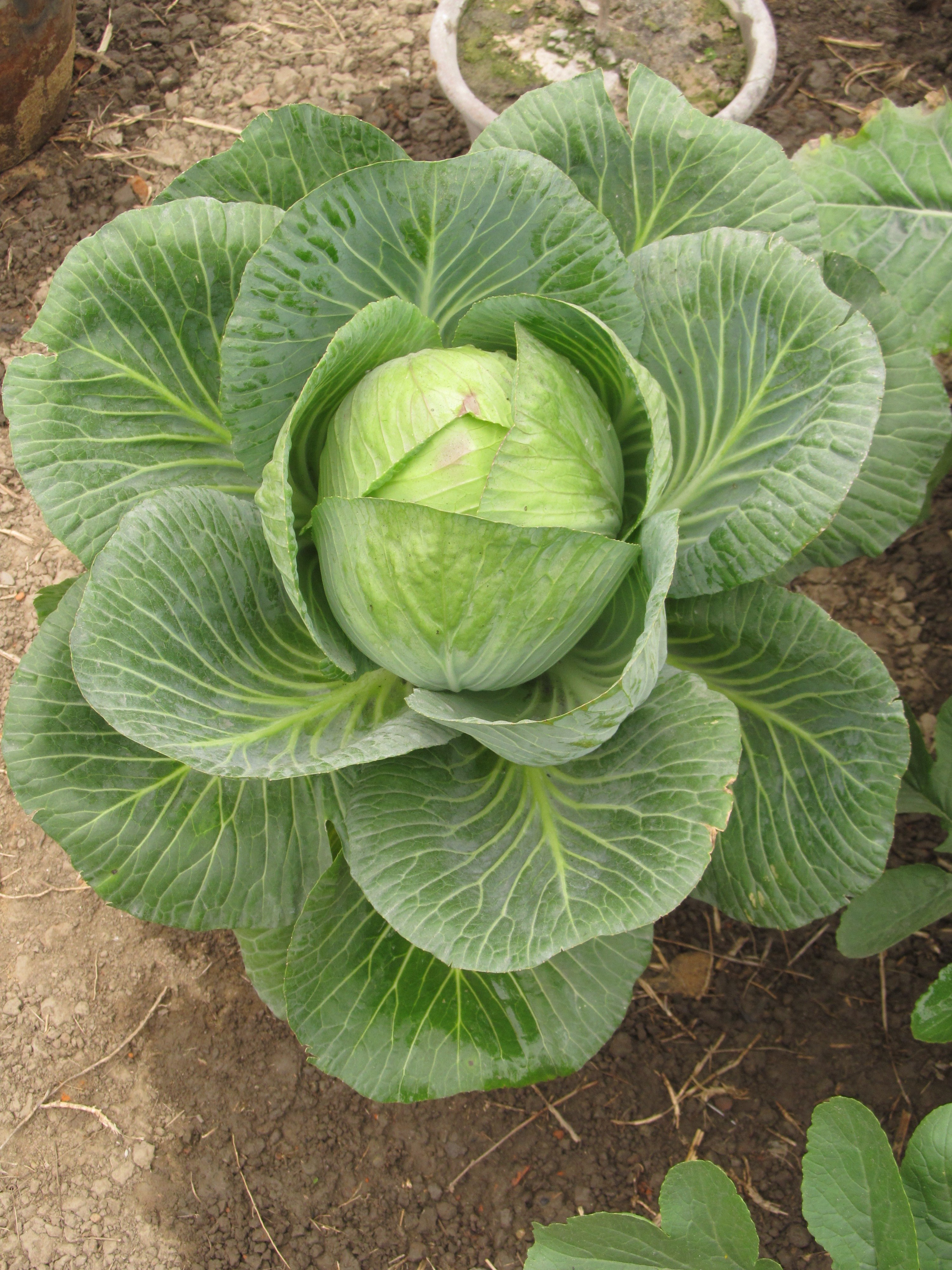 Капуста похожая. Brassica oleracea - капуста Огородная. Капуста сорта 