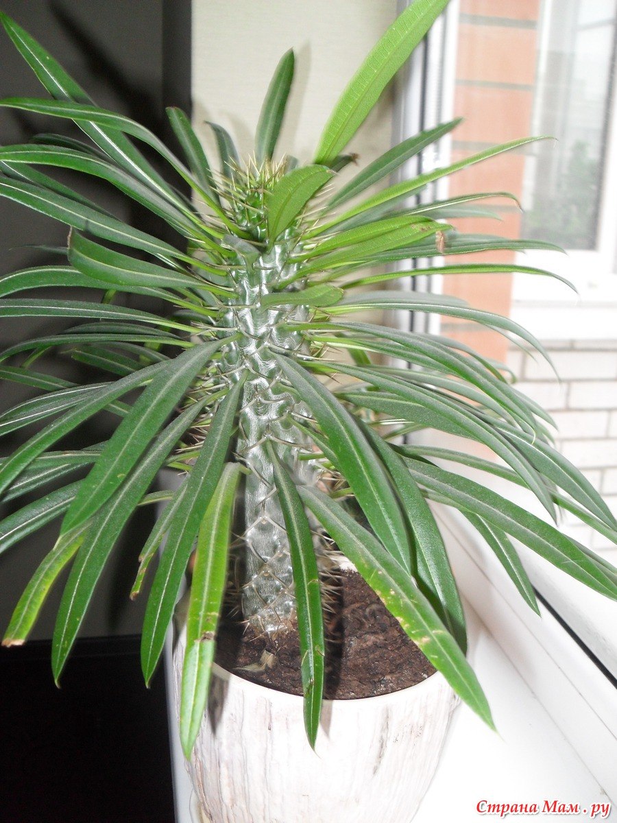 Пахиподиум ламера