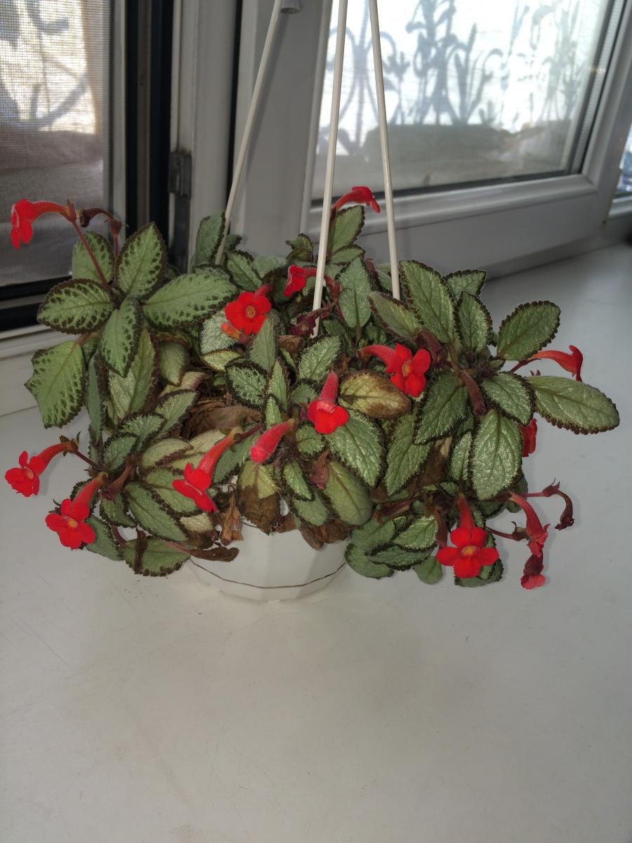 Эписция цветок Сильвер