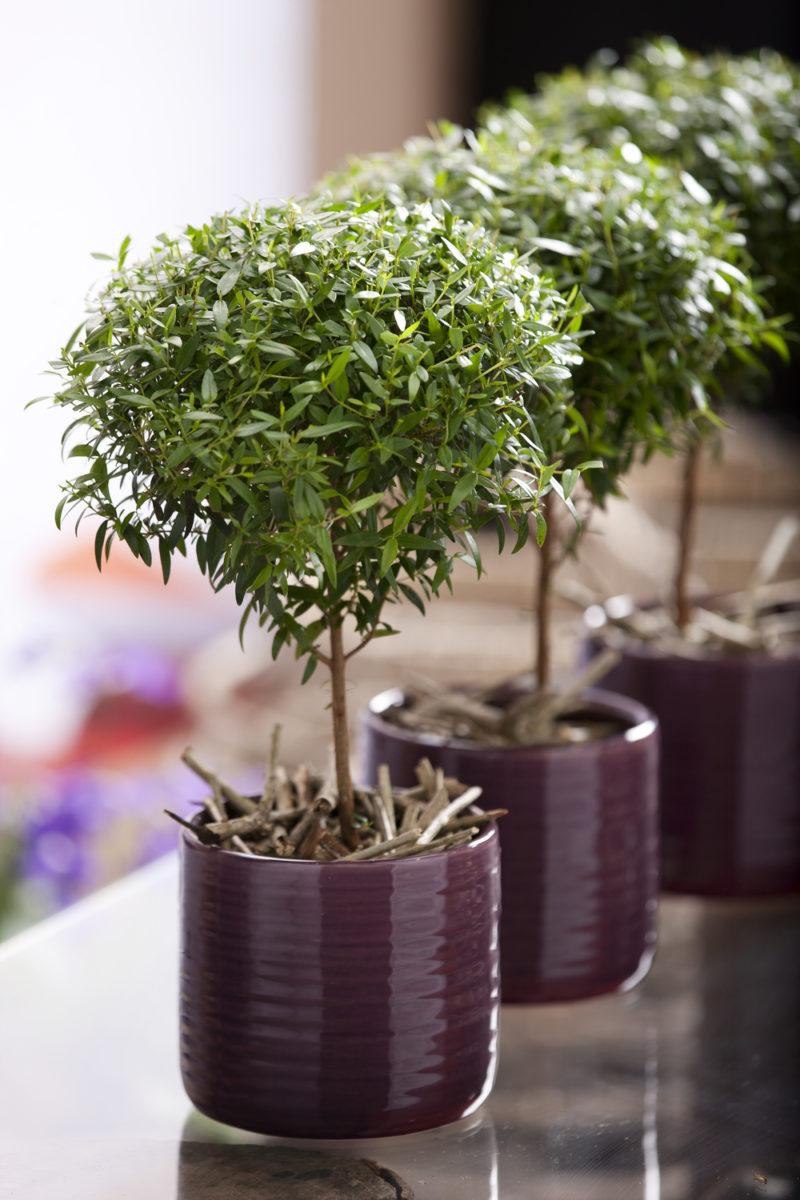 Мирт обыкновенный цветок