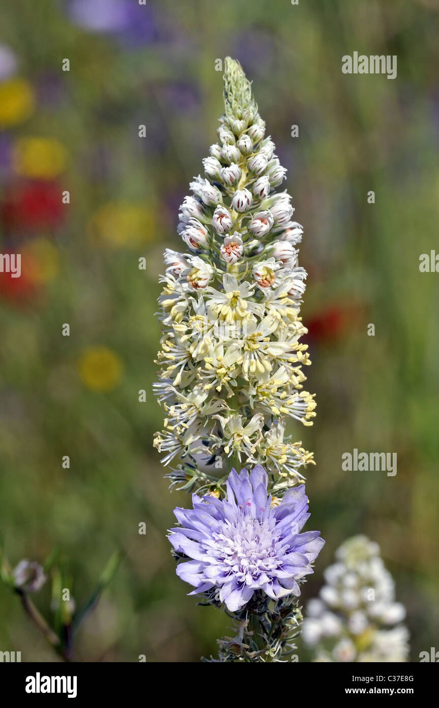 Резеда душистая красная