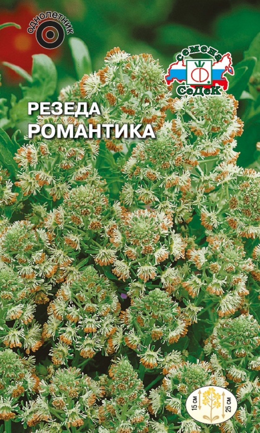 Растение резеда (68 фото)