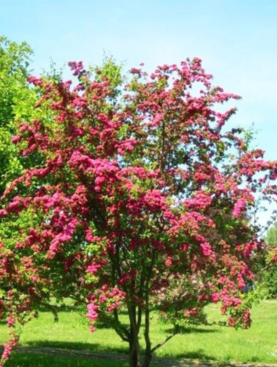 Rouge Meillandecor роза на штамбе