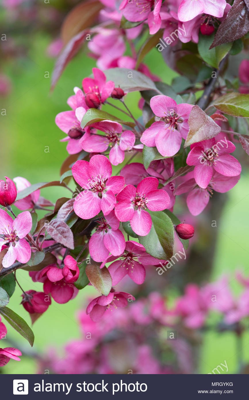 Яблоня роялти