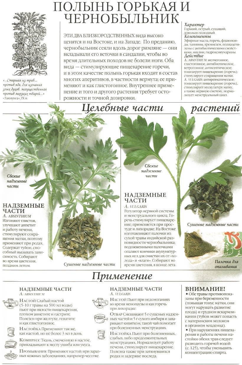 Полынь горькая лекарственное растение