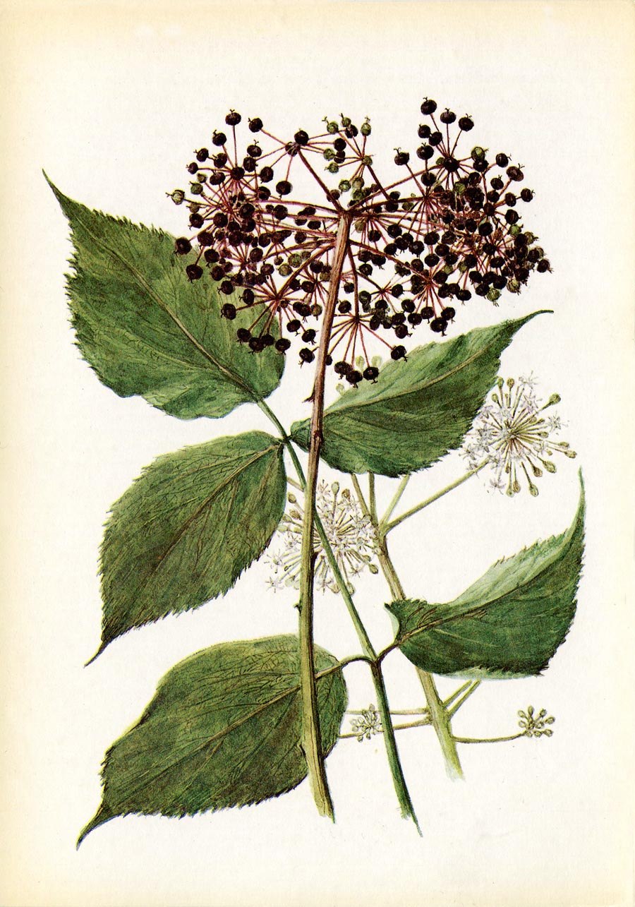 Аралия маньчжурская Aralia