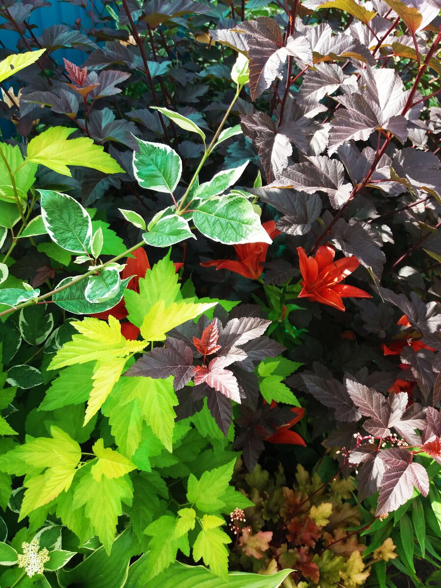 Пузыреплодник леди ин ред описание