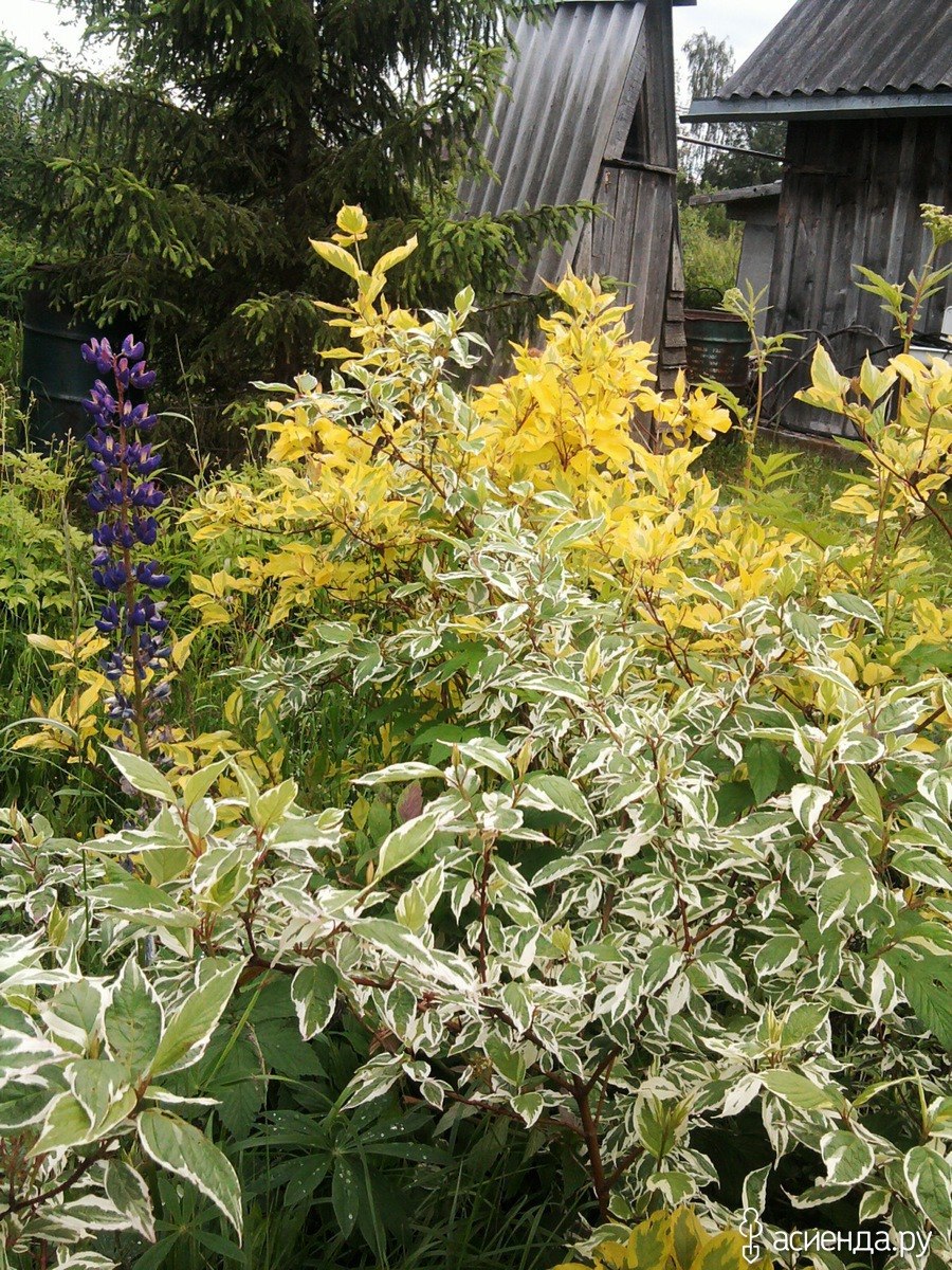 Пузыреплодник калинолистный диабло