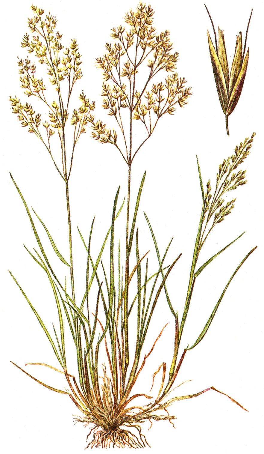 Щучка дернистая грибы