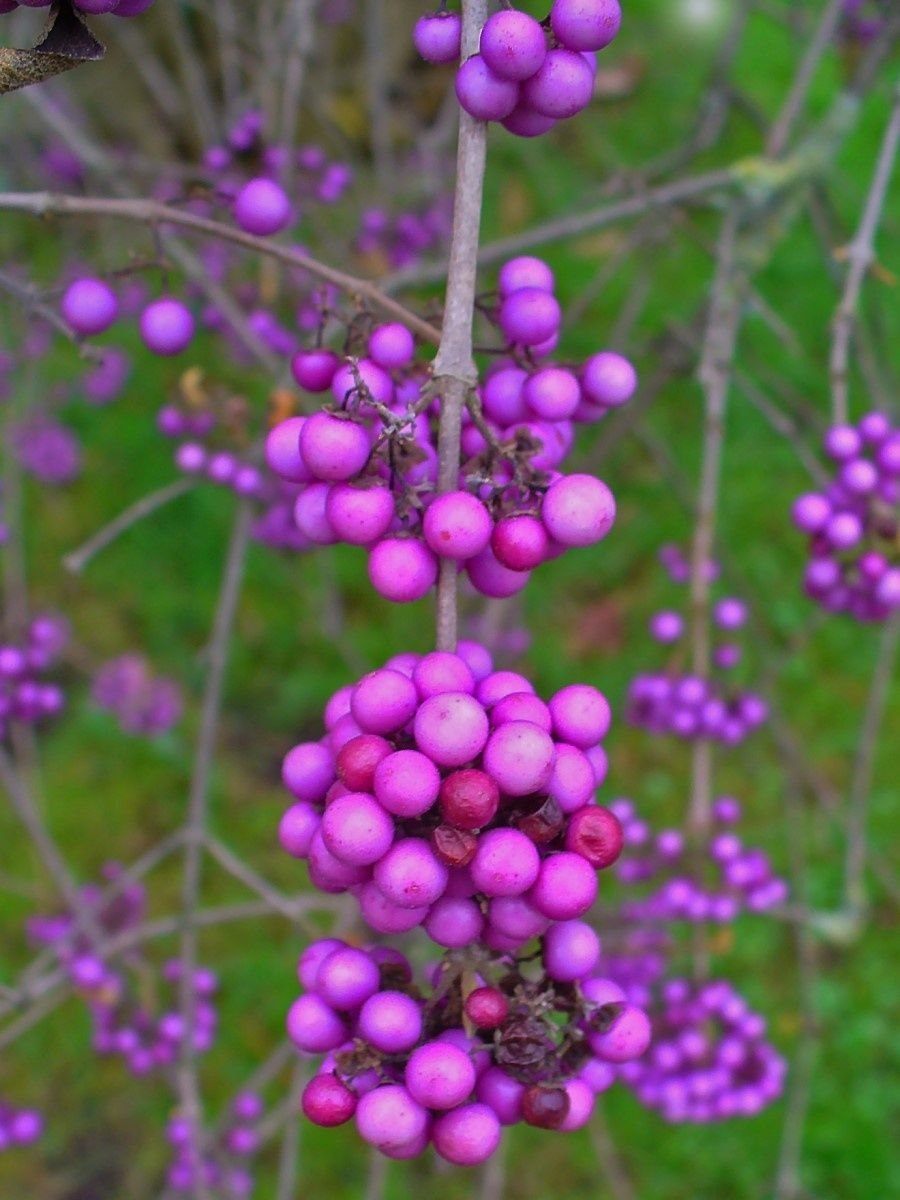 Красивоплодник Бодиньера