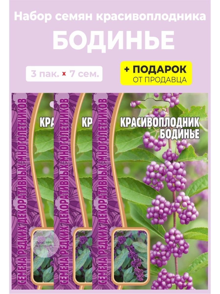 Красивоплодник бодинье (71 фото)