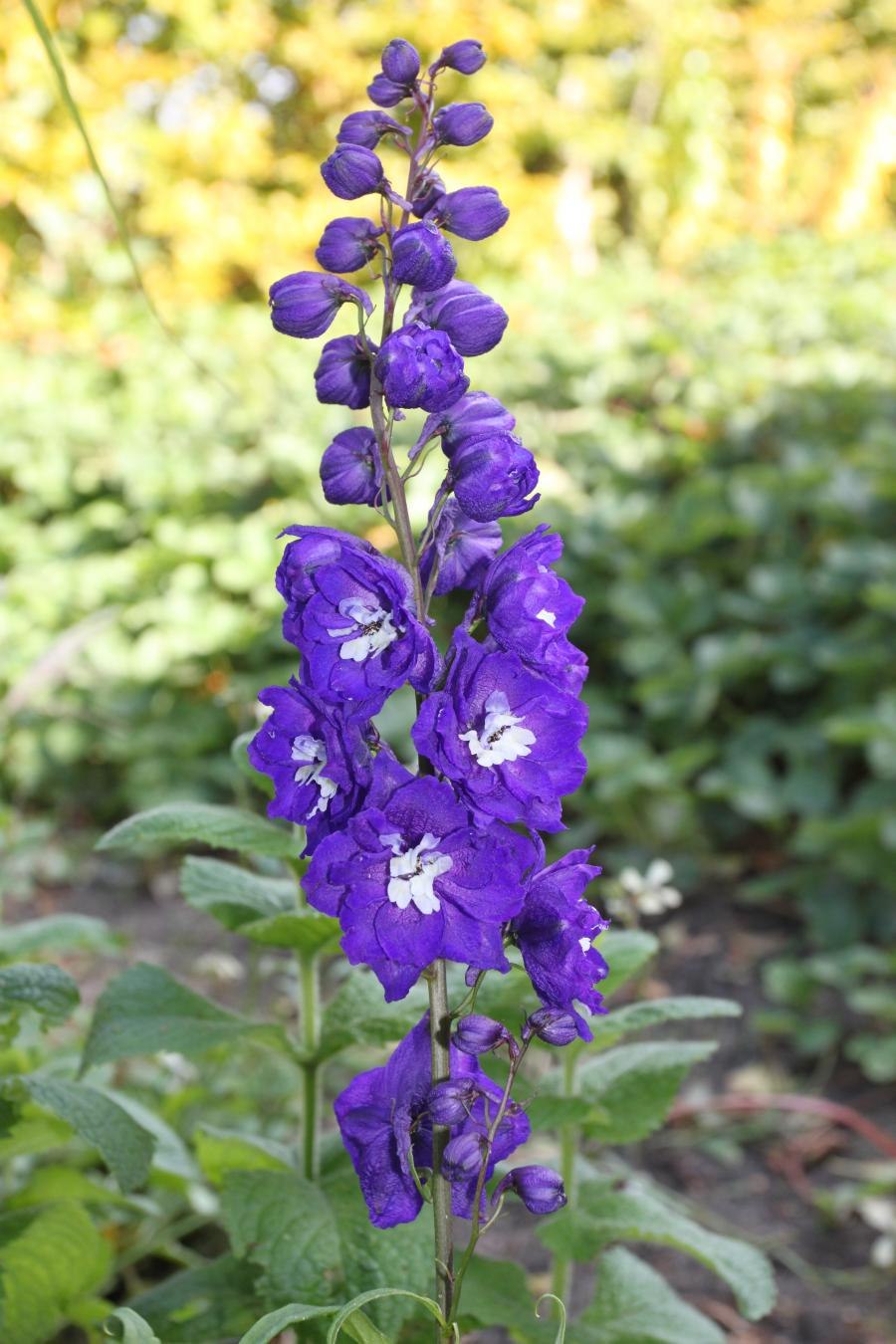 Дельфиниум белладонна