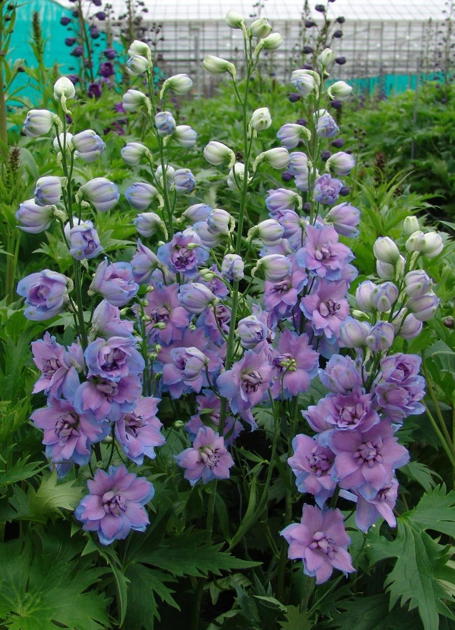 Дельфиниум Summer Skies