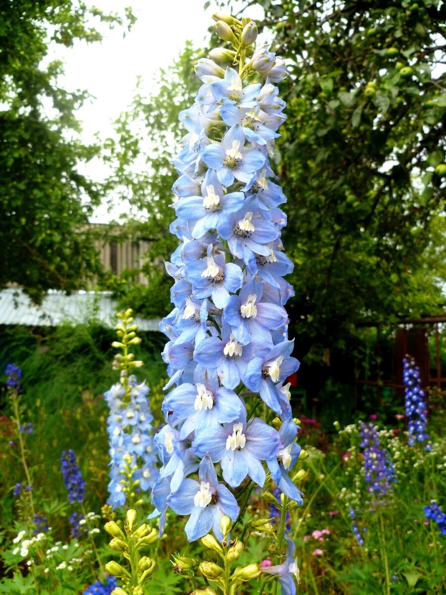 Дельфиниум саммер Монинг