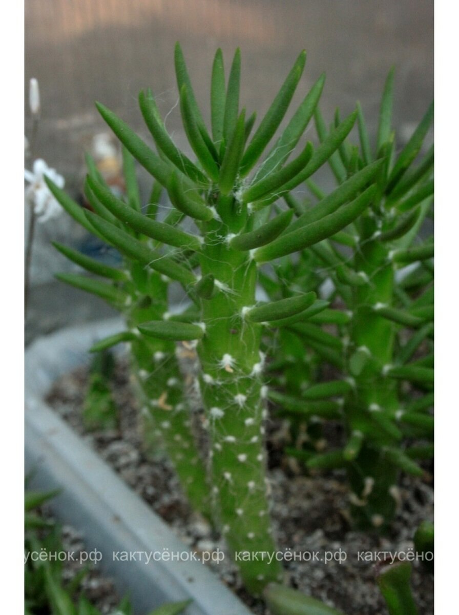 Аустроцилиндропунция субулата