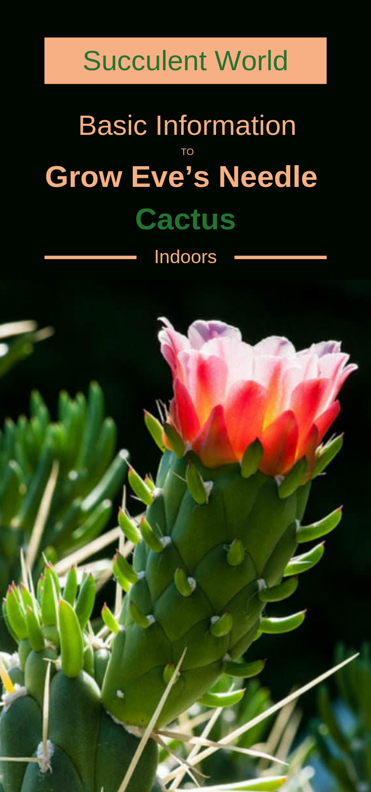 Cylindropuntia bigelovii