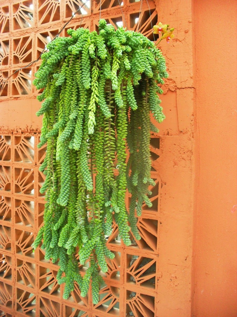 Папоротник суккулент